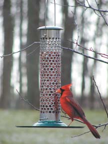 SS07Sunflower Feeder.jpg